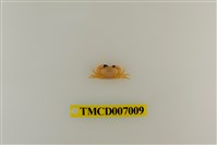 藏品(礁石假團扇蟹)的圖片